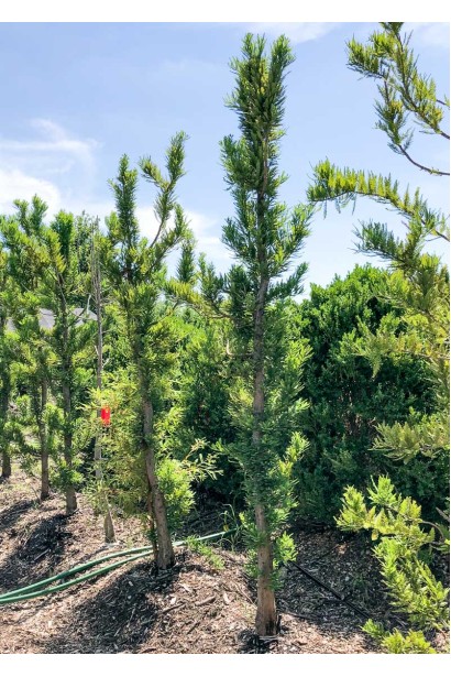 Таксодій дворядний Певе Мінарет посадка 